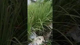 hari rempang rempangan lg naik daun. harganya 3x lipat