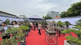 TL CCNT AN DƯƠNG lần thứ nhất 2026 diễn ra từ 01-10/01/2026 tại nhà vườn Hoàng hương | Quảng Tùng