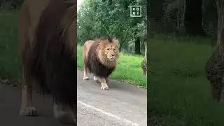 You never realise the size of a lion until they get this close 😳 #AmazingMoments #FeedYourCurious