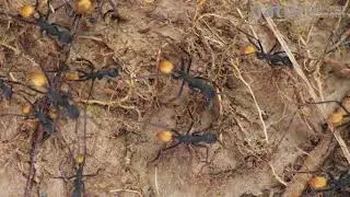 Slow motion clip of Army ants on the rainforest floor, Orellana Province, Ecuador.