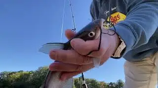 Catfish dough bait recipe that works!