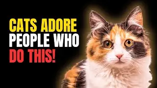 7 Things Only Cat Lovers Understand &ndash; And Cats Notice Instantly
