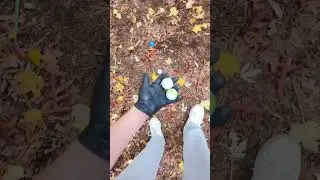 Golf ball hunting at a very old golf course 