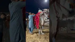 🌼BEAUTY OF SIBBI BULL🤍 MANDI VIBES🤍 #shorts #foryou #bull #viral #video #2024 #mandi #fyp #trend