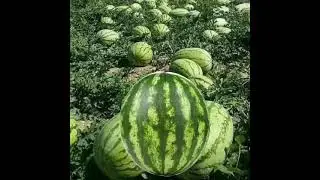#watermelon #meme #trending #funnytemplates #fruits templates