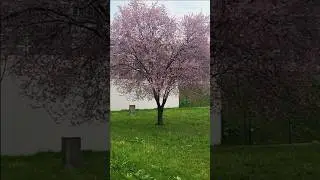 🌸 Spring Trees and Shrubs in Bloom #springblooms #bloomingtree #rascvjetanodrvo