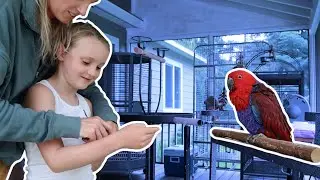 Implementing NEW People and Distractions with Fennel the Eclectus