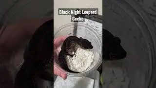 Black Night Leopard Gecko #fyp #leopardgecko #pet #gecko #shorts #foryou #reptiles #explorepage