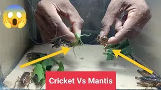Insect in Asia/ Cricket Vs Mantis in cube/คริกเก็ต, ตั๊กแตนตำข้าว/c&ocirc;n tr&ugrave;ng