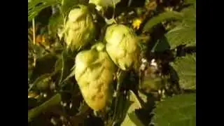 Hopfen in meinem Bio-G&auml;rtlein in Linz, Austria 2011