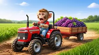 A Morning on the Farm: The Human-Like Baby Monkey’s Daily Routine
