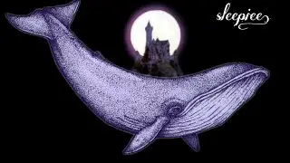 whale watching 💤