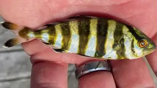 Porgy, Sea Bass and more! Surf Fishing mid-July on Long Island
