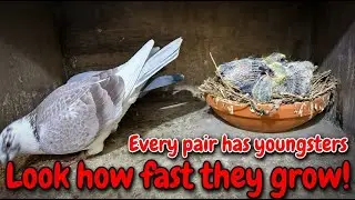 Каждая пара с птенцами | Разведение спортивных голубей 🕊️