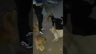 Street# DOGs# hungary#💯💯💯❤️❤️🙏🙏❤️👍