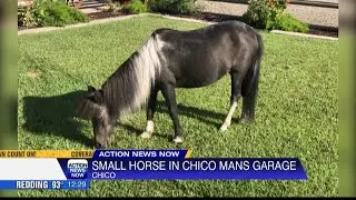 Chico family discovered pony stuck in their garage