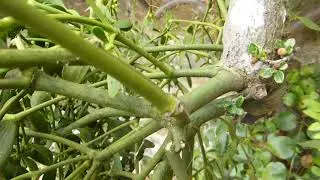 English Mistletoe -  Viscum album  -  Mistilteinn - Karlplanta - Sn&iacute;kjupl&ouml;ntur - Setar &aacute; trj&aacute;m