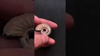 Pyrite Ammonite Quenstedtoceras 165 million years (PO28)