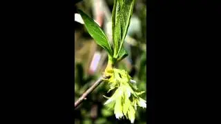 ОСМАРОНИЯ  OSMARONIA  cем. Розоцветные