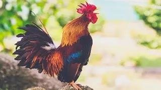 ROOSTER COLLAR: How to stop a Rooster from Crowing