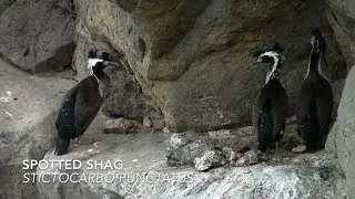 A Minute in New Zealand - Spotted shag (Stictocarbo punctatus)