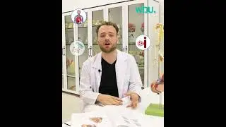Study Medicine at Western Balkans University