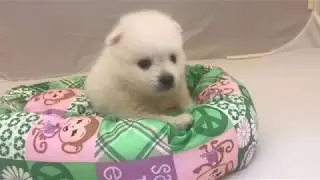 Japanese Spitz - Simba