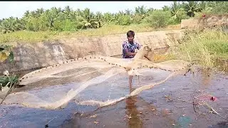 குட்டையில் வீச்சு 💥 அலையவைத்த விரால் மீன் 🐟🎏  || dgl meenavan || net fishing tamil
