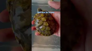 Incredible 5-Month Transformation of a Red Eared Slider Turtle! #turtleshorts #redearedslider