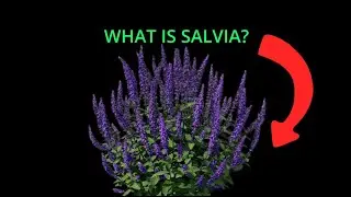 Salvia - One of the strangest drugs