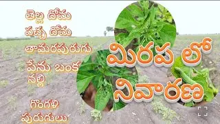 మిరప పంటలో పురుగుల నివారణ | Cyantraniliprole 10.26% OD Spray | Chilli Pest Control
