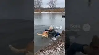 #funny #funnydog #animals man falls in pond, trying to save dog #funnymoment ￼