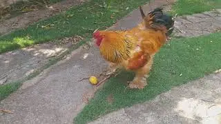 Brahma buff