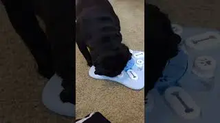 learning toys/学習おもちゃ#pug #dog #パグ #shortvideo #blackpug
