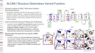 2024-19 Haploinsufficiency Underlies the Neurodevelopmental Consequences of SLC6A1 Variants