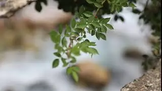 Free Nature Footage - Free to Use HD Stock Video Footage