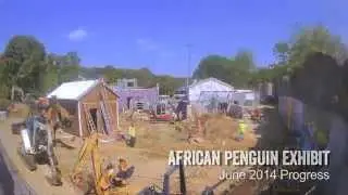 African Penguin Exhibit - Time Lapse #9