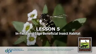 In-Field and Edge Beneficial Insect Habitat Webinar