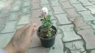 Stock flower plant winter flower bhagwan Valmiki mahaprabhu gardening