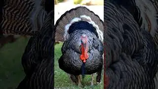 10 Mind-Blowing Turkey Facts You Won't Believe! 🦃 (Not Just for Thanksgiving)