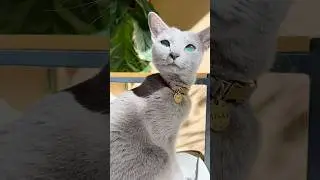 5 Russian Blue Cat Facts You Never Knew!