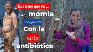 &iquest;Qu&eacute; tiene que ver una momia congelada con la seta antibi&oacute;tico?
