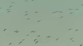 Jacana People - Lapwing ft. Anna Phoebe (Official Video)