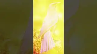 🦜 Unreal Colorful Birds in the Wild #Birds #Colors #Nature #Wild #Viral #Shorts
