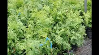 Planting Trees to Block New Neighbors
