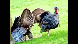 Let&rsquo;s talk about Turkey beards!!!