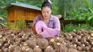 Harvesting Purple Taro in the Forest | Life, Daily Routine & Survival Vlog