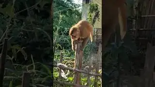 Amazing monkey 🐵#shorts #youtubeshorts #shortvideo #tredingshorts