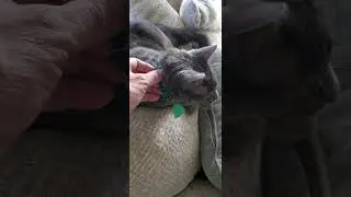 Unbiased Review - Cat Collar Breakaway with Bell and Bow Tie