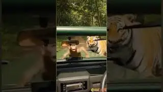 Tiger Chases Monkey... Then This Happens! 😱🐒 #JungleAdventure #WildlifeReel